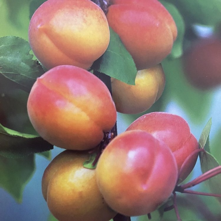 Stĺpovitá marhuľa (Prunus armeniaca) ´COMPACTA´ - stredne skorá - výška 120-140 cm, kont. C3L
